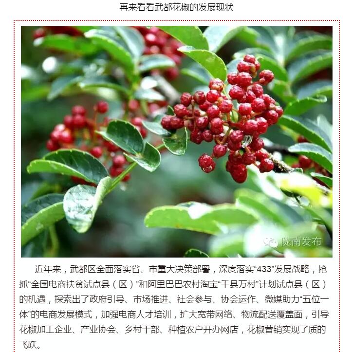 5.28億！一場盛會，武都花椒“火”了